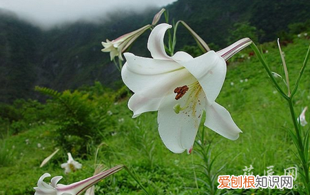 百合的作用及食用方法 百合的营养价值和食用方法