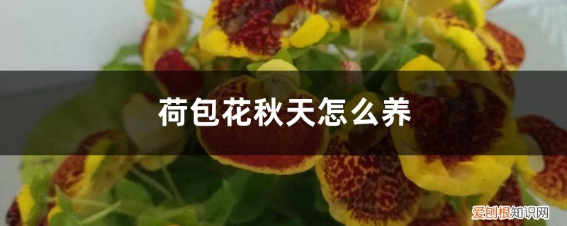 荷包花什么时候种好 荷包花秋天怎么养