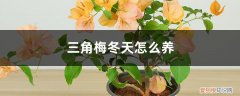 三角梅冬天怎么养(众多花友心得 三角梅冬天怎么养)