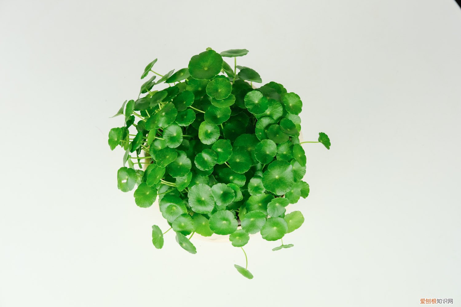 铜钱草水养还是土养好