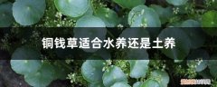 铜钱草水养还是土养好