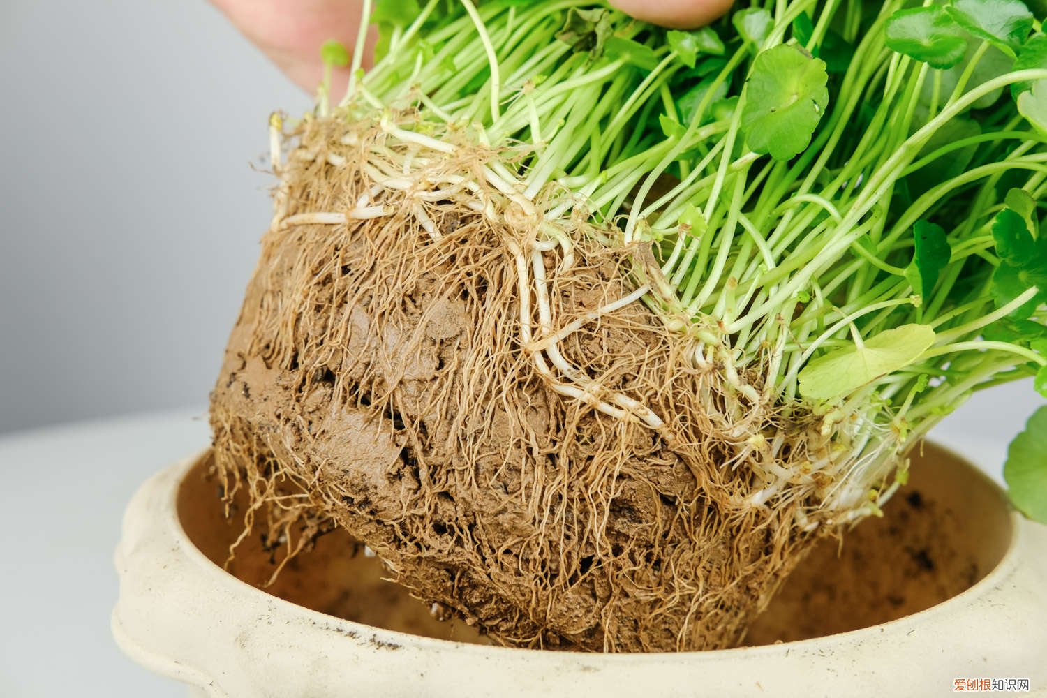 铜钱草水养还是土养好