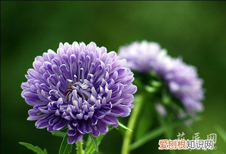 翠菊开花茂盛需要什么条件才能开花 翠菊开花茂盛需要什么条件