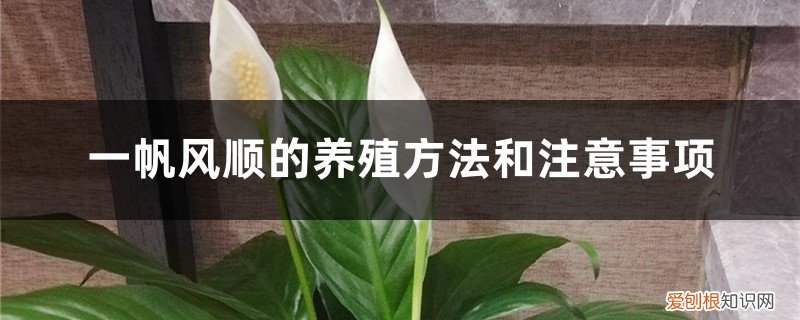 冬天一帆风顺的养殖方法和注意事项 一帆风顺的养殖方法和注意事项