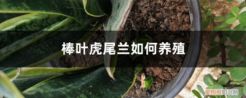 棒叶虎尾兰养殖方法和注意事项有哪些 棒叶虎尾兰如何养殖