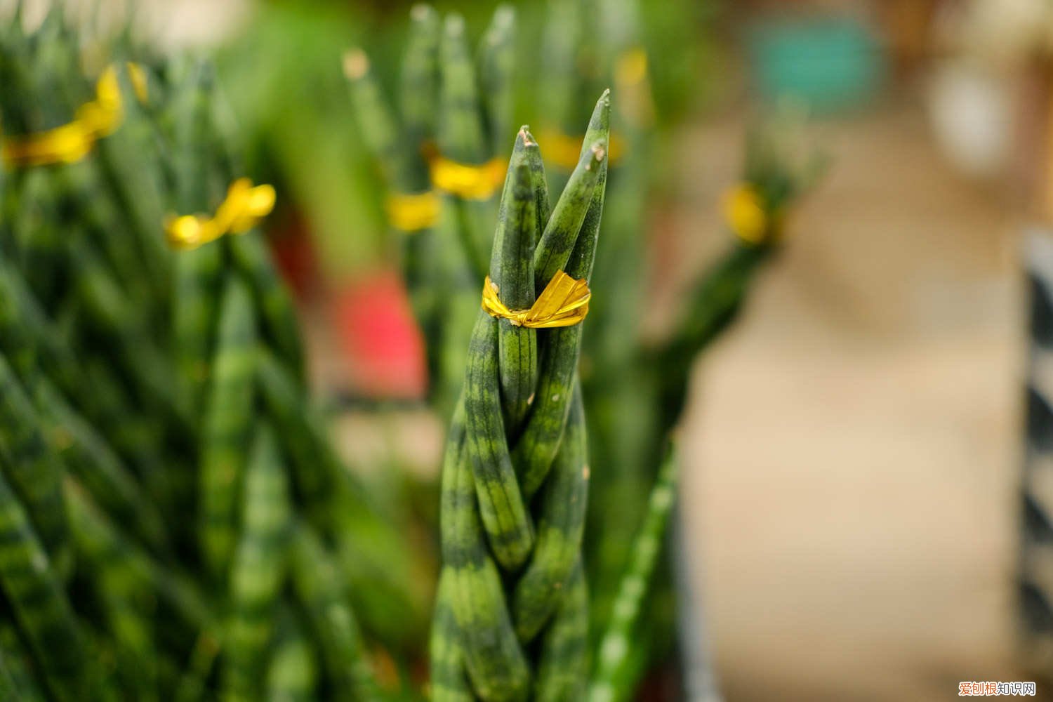 棒叶虎尾兰养殖方法和注意事项有哪些 棒叶虎尾兰如何养殖