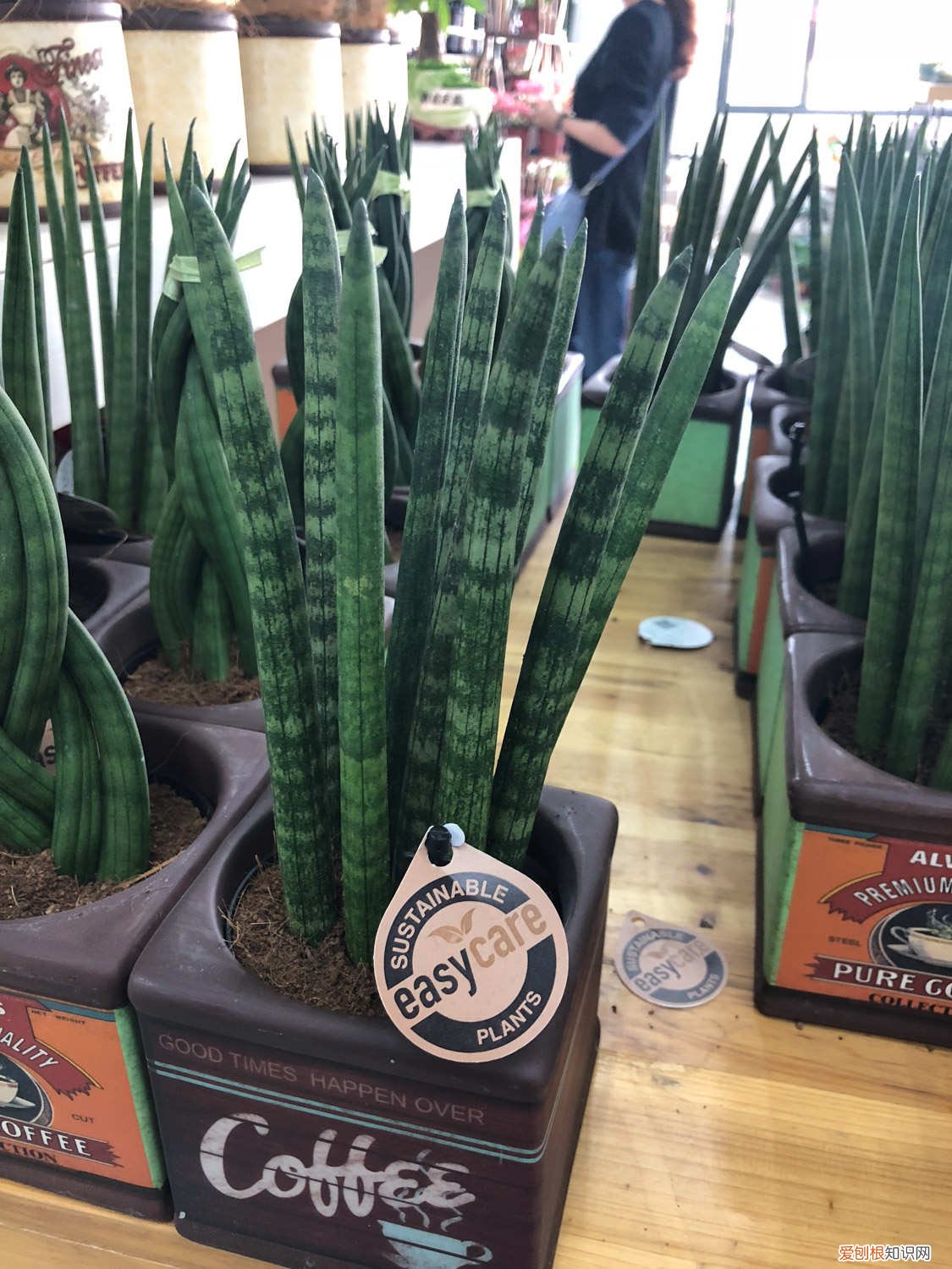 棒叶虎尾兰养殖方法和注意事项有哪些 棒叶虎尾兰如何养殖