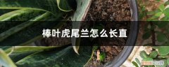 棒叶虎尾兰根系发达吗 棒叶虎尾兰怎么长直