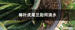 棒叶虎尾兰的养殖方法和注意事项 棒叶虎尾兰如何浇水
