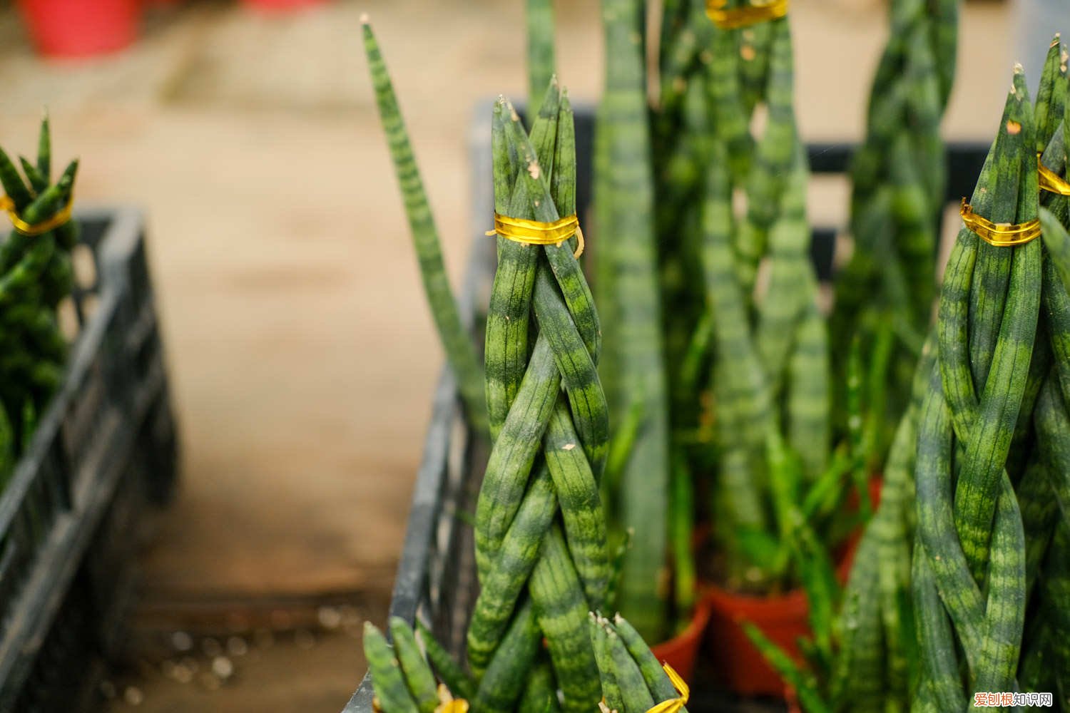 棒叶虎尾兰怎么养粗 棒叶虎尾兰怎么养