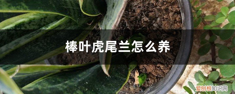 棒叶虎尾兰怎么养粗 棒叶虎尾兰怎么养