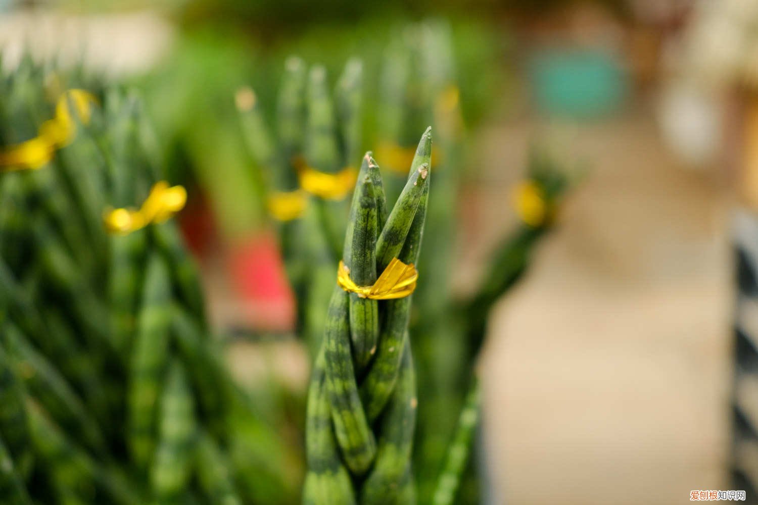 棒叶虎尾兰怎么养粗 棒叶虎尾兰怎么养