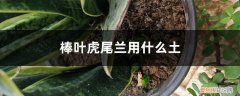 棒叶虎尾兰的养殖方法 棒叶虎尾兰用什么土