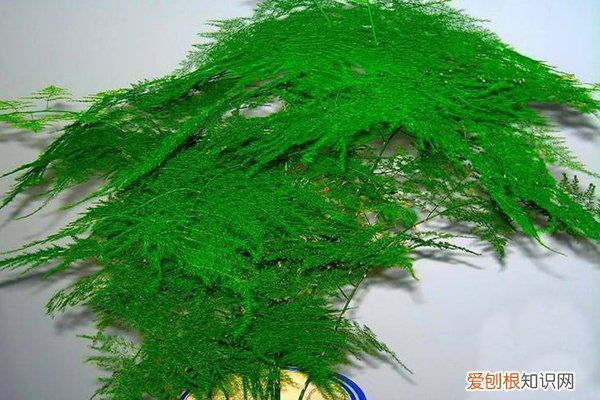 家里这“3种”花总黄叶, 剪1刀,叶子剪光,长得更旺!