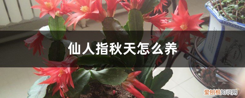 仙人指冬季养护 仙人指秋天怎么养