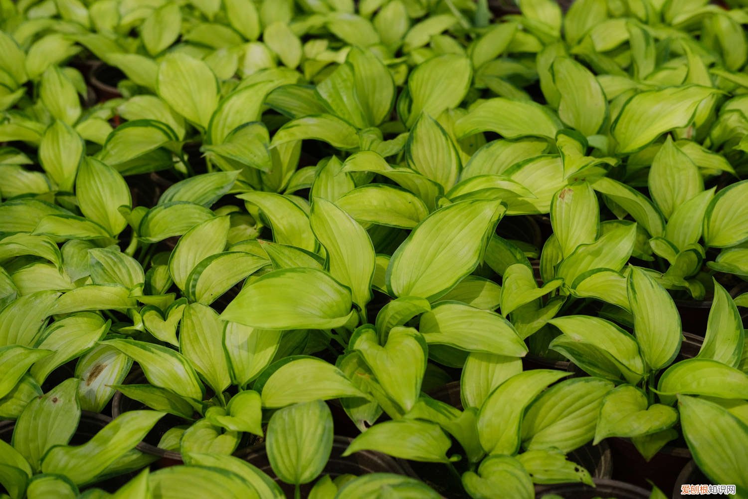 玉簪花秋天能移栽吗 玉簪花秋天怎么养