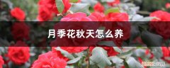 月季花秋天怎么养护和浇水 月季花秋天怎么养