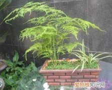 文竹的特性用途及养护方法 文竹的养护的要求