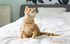 猫腿受伤怎么处理 猫腿受伤处理办法