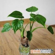 百合花水养花期怎么延长 百合花水养以及延长花期的方法