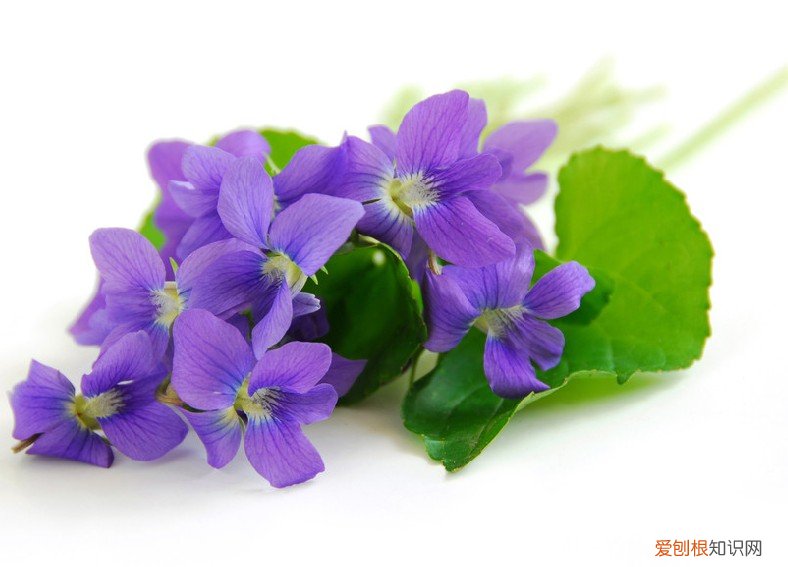 紫罗兰怎么养殖 紫罗兰的养殖方法