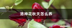 洛神花怎么栽培 洛神花秋天怎么养