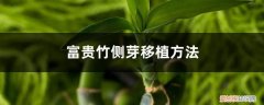 富贵竹下面的小芽可以移栽吗 富贵竹侧芽移植方法