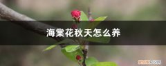 海棠花秋天怎么养怎么施肥 海棠花秋天怎么养