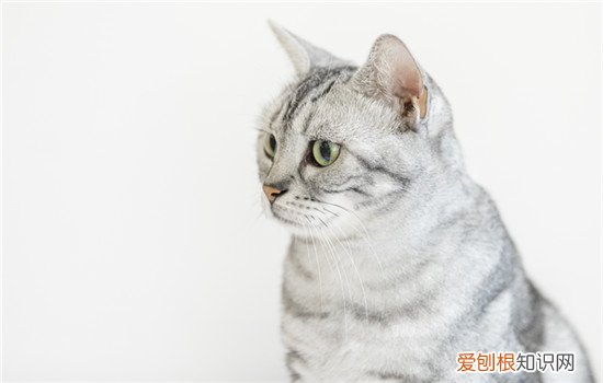 美短猫为什么不让主人抱 美短猫不让主人抱的原因