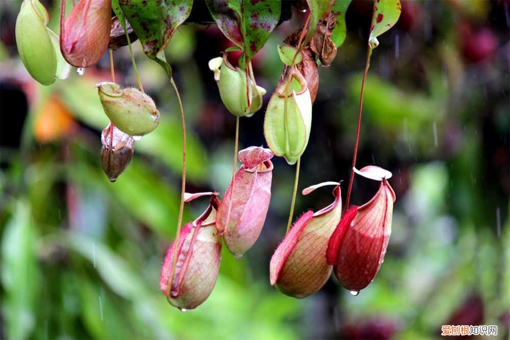 猪笼草秋天怎么养护 猪笼草秋天怎么养