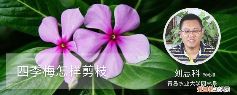 四季梅怎样剪枝最好 四季梅怎样剪枝