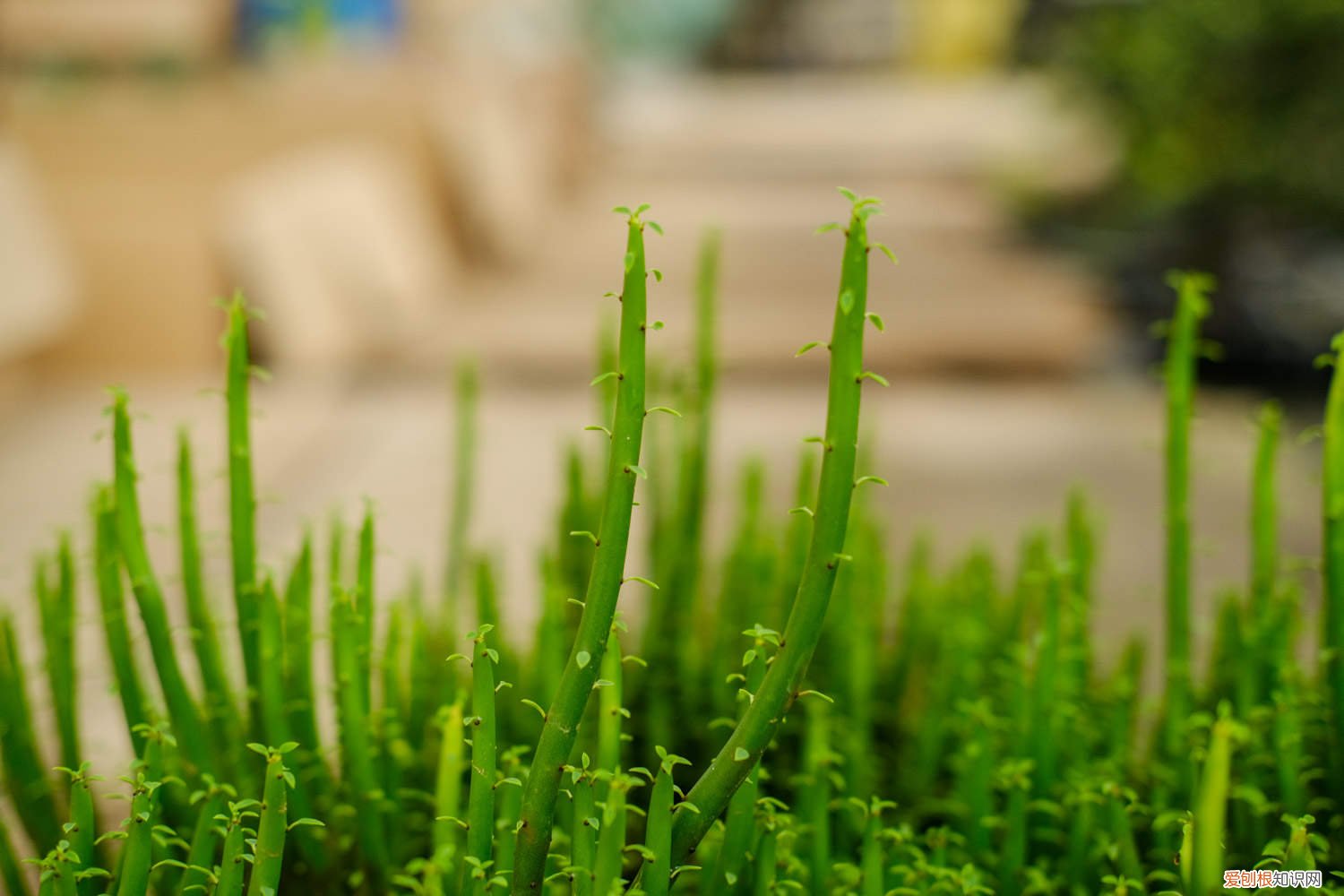 光棍树怎么养成老桩 光棍树怎么养