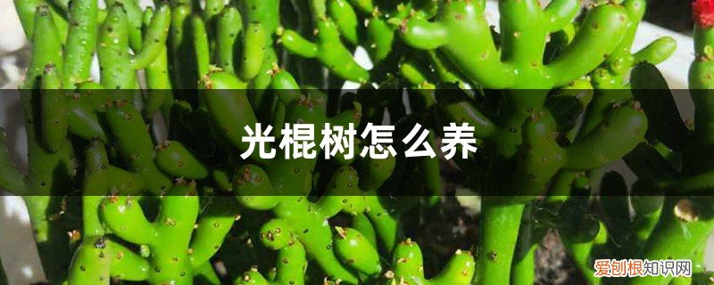 光棍树怎么养成老桩 光棍树怎么养