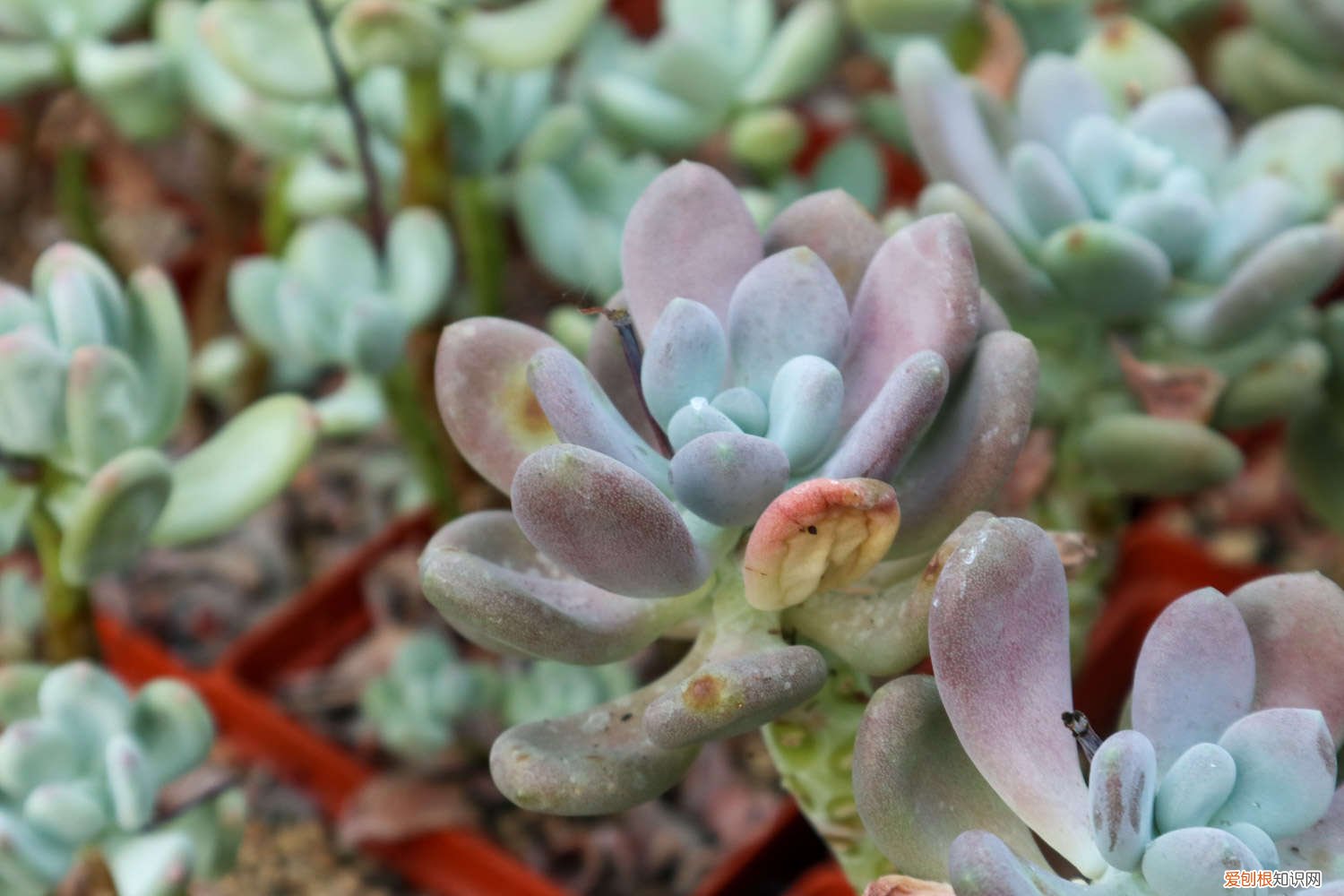 多肉怎么移植才能活 多肉怎么移植