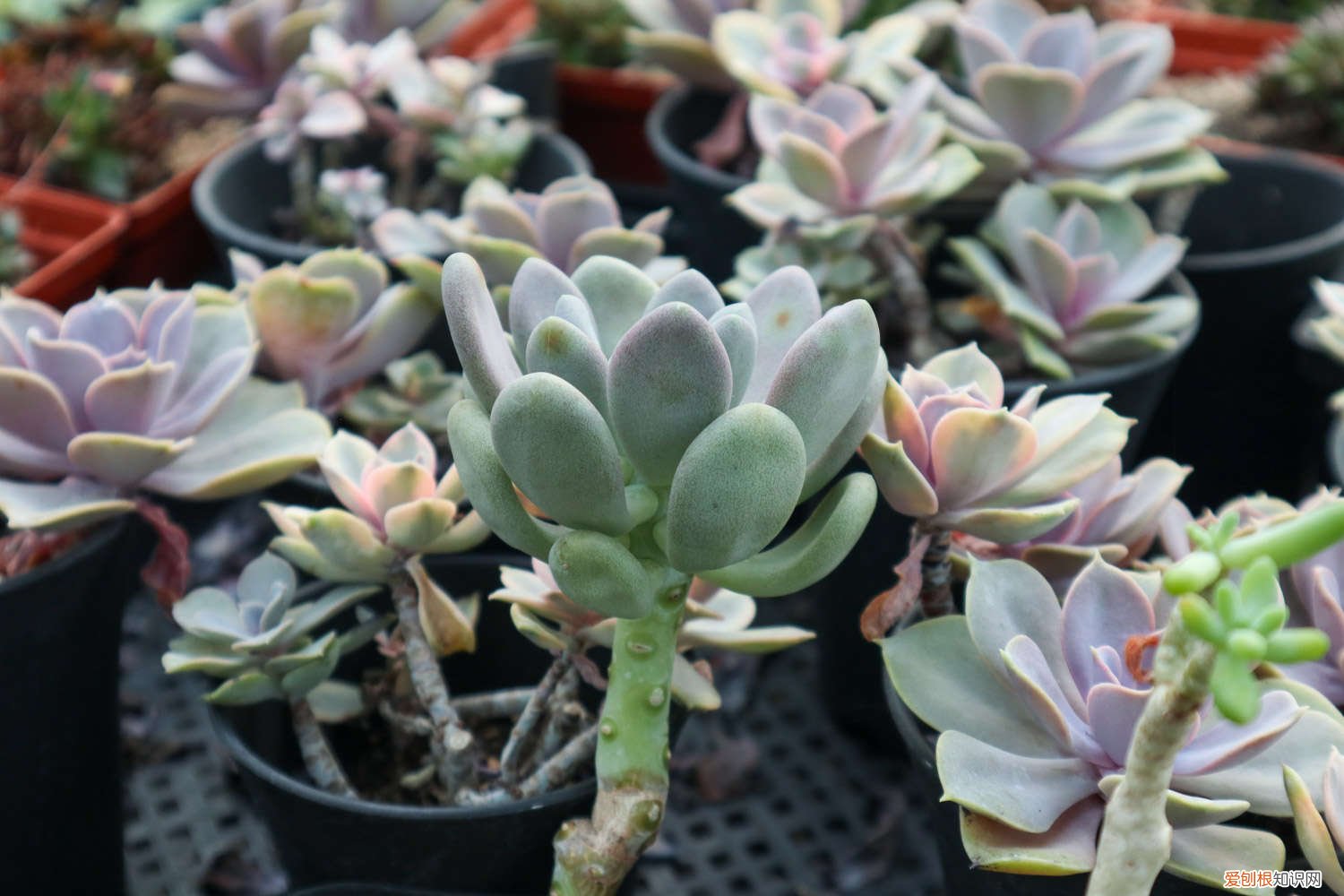 多肉什么时候分株好 多肉怎么分株