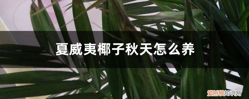 夏威夷椰子的养殖方法和注意事项 夏威夷椰子秋天怎么养
