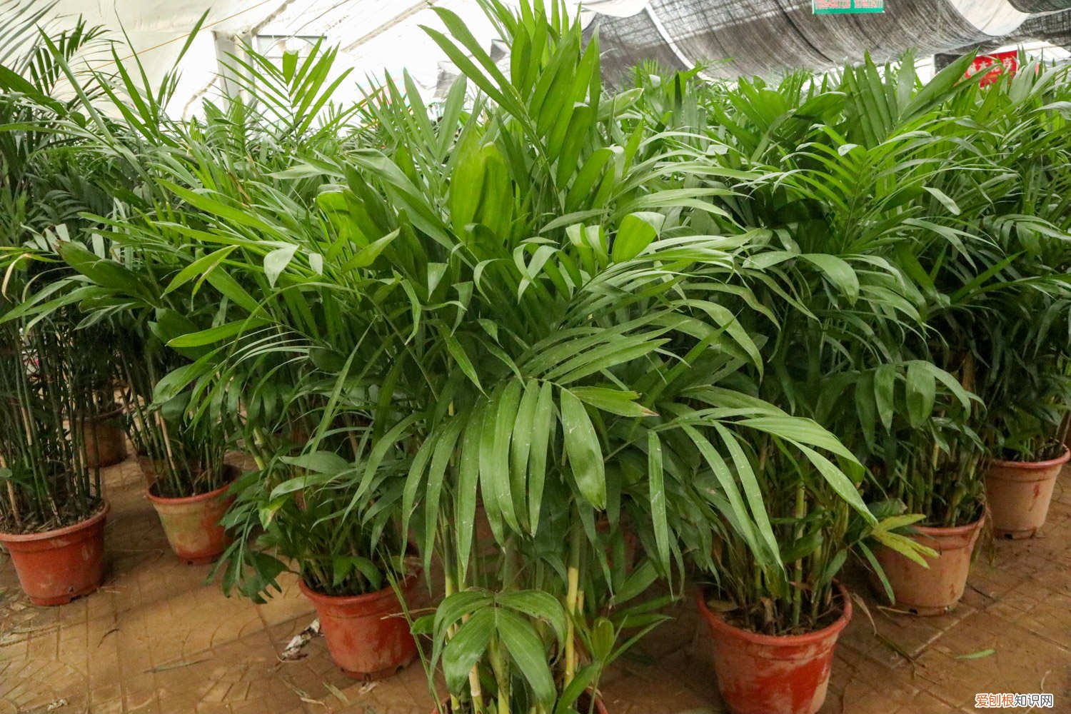 夏威夷椰子的养殖方法和注意事项 夏威夷椰子秋天怎么养