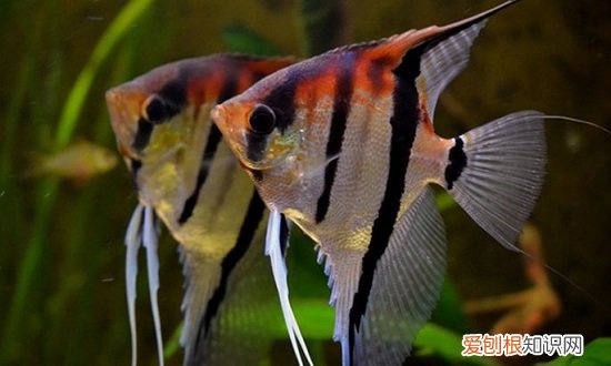 神仙鱼为什么老是打架 神仙鱼老是打架的原因