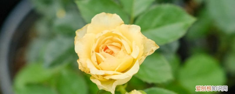 月季花扦插时间和方法 百度网盘 月季花扦插时间和方法