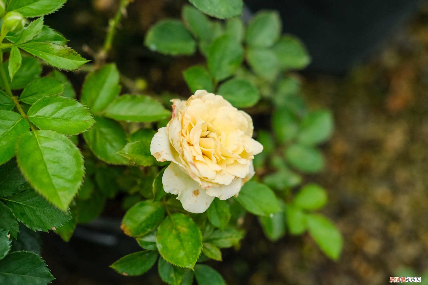月季花扦插时间和方法 百度网盘 月季花扦插时间和方法