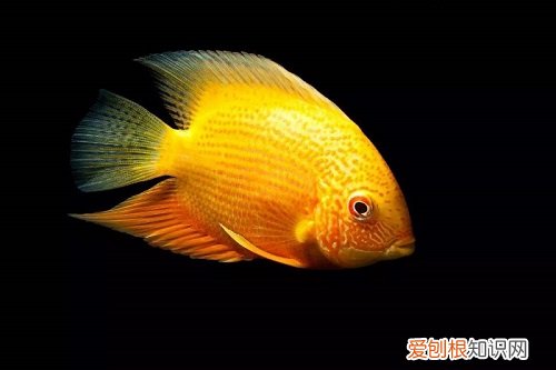 鹦鹉鱼胸鳍烂了怎么办 鹦鹉鱼胸鳍烂了解决办法