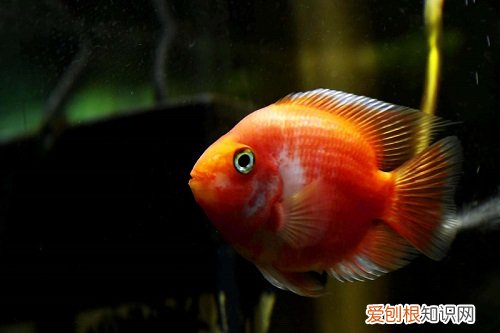 鹦鹉鱼掉鳞放点盐吗 鹦鹉鱼掉鳞可以放点盐