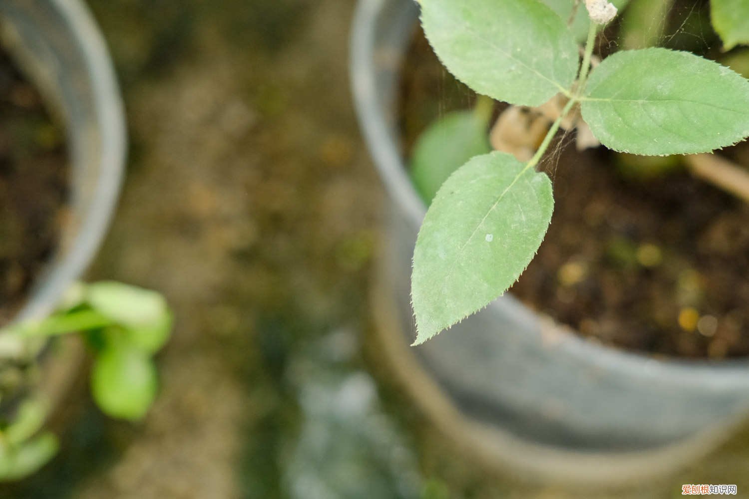 冬天月季花的养殖方法和注意事项 月季花的养殖方法和注意事项