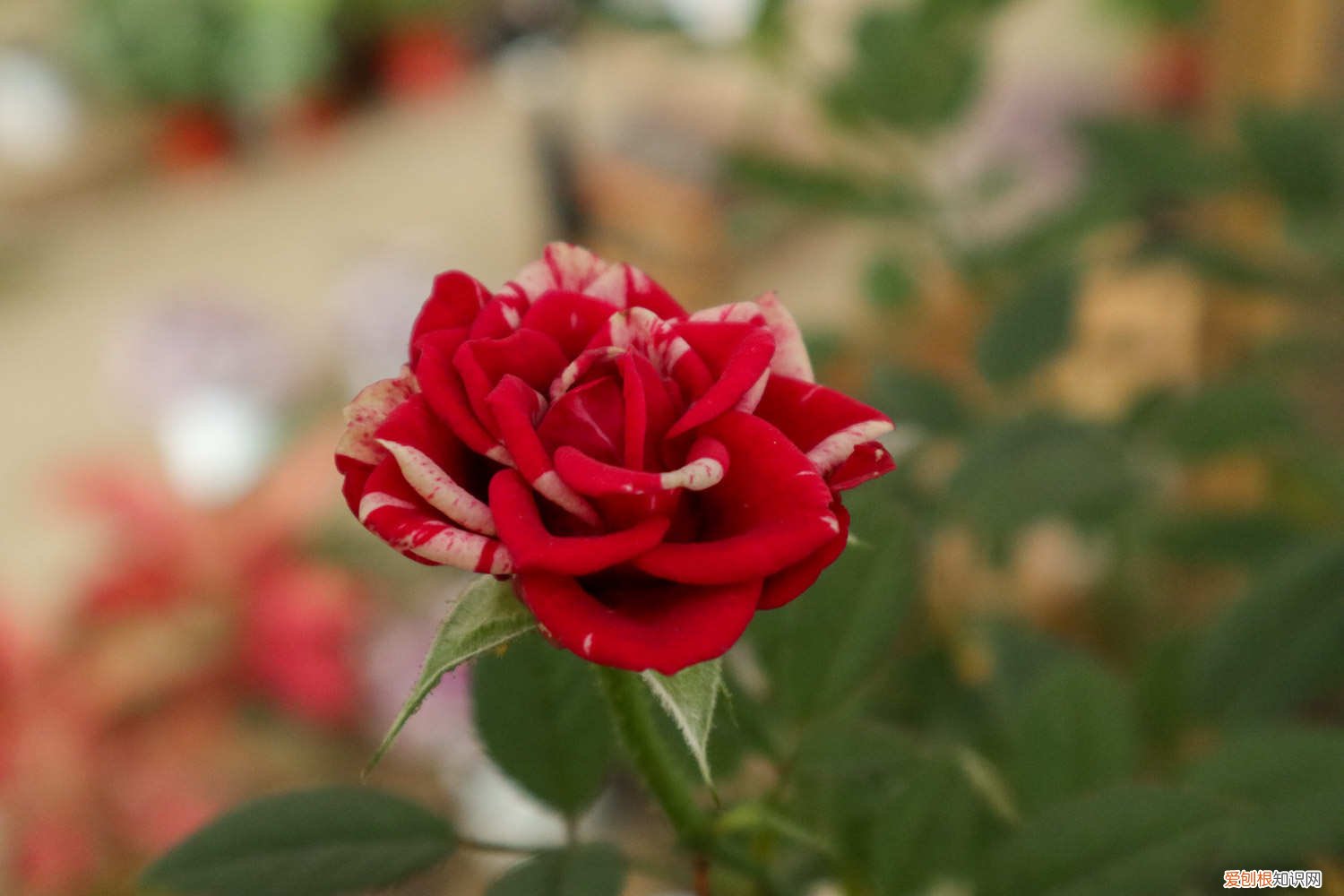 冬天月季花的养殖方法和注意事项 月季花的养殖方法和注意事项