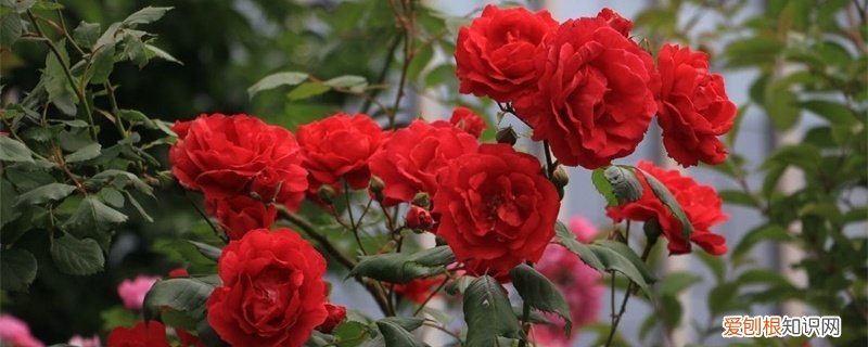 冬天月季花的养殖方法和注意事项 月季花的养殖方法和注意事项