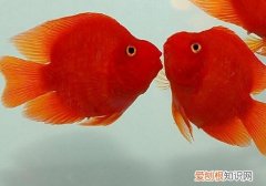 鹦鹉鱼凸眼是怎么回事 鹦鹉鱼凸眼的原因