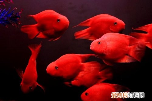 鹦鹉鱼的嘴白了怎么办 鹦鹉鱼的嘴白了解决办法