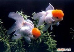 母金鱼和公金鱼怎么分 母金鱼和公金鱼的分辨方法