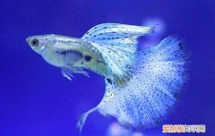 孔雀鱼多久繁殖一次 孔雀鱼一个月繁殖一次