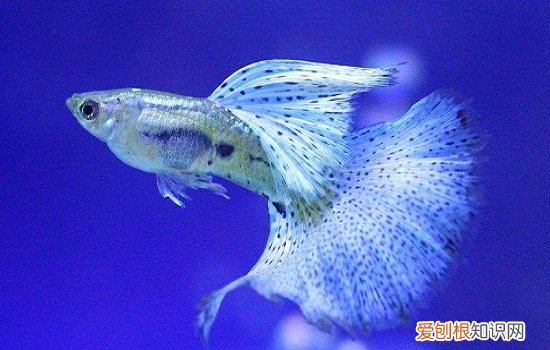 孔雀鱼多久繁殖一次 孔雀鱼一个月繁殖一次